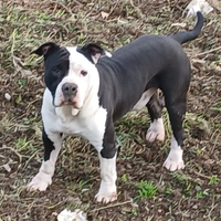 Amstaff