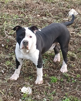 Amstaff