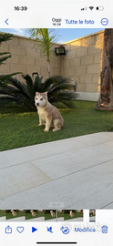 Siberian husky originali con occhi diversi