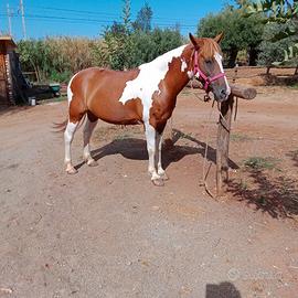 Cavalla paint