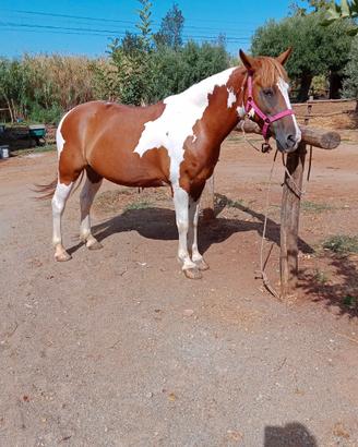Cavalla paint