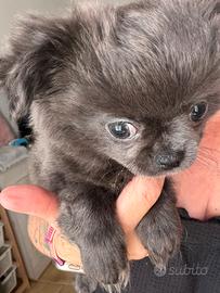 Chihuahua blu