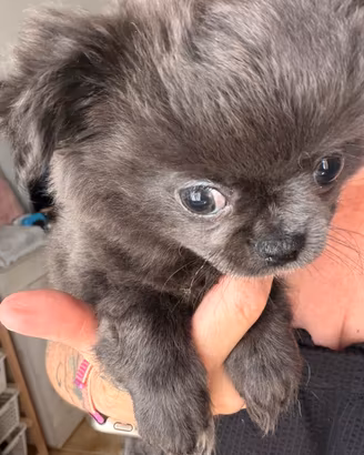 Chihuahua blu