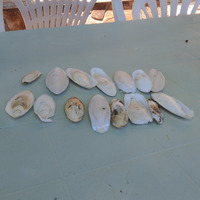 Ossi di seppia per canarini/pappagalli