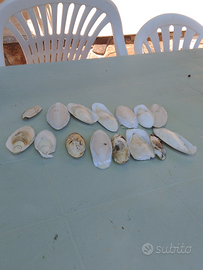 Ossi di seppia per canarini/pappagalli