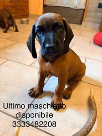 Cucciolo di segugio bavarese