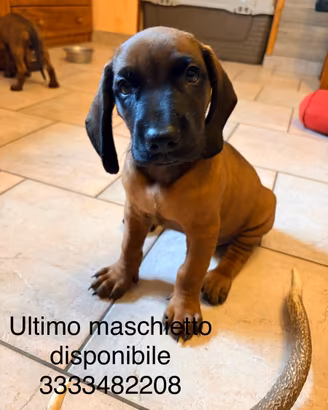 Cucciolo di segugio bavarese