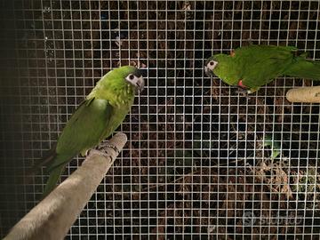 Coppia Ara nobilis M 25.F 26