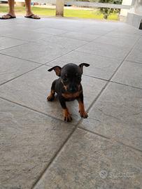 Cuccioli di Pinscher