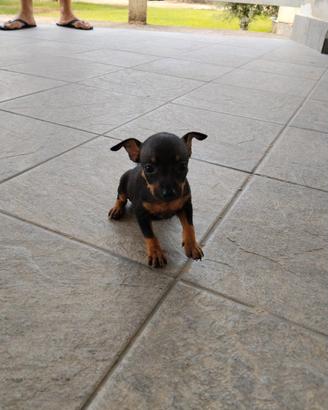 Cuccioli di Pinscher