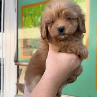 Maltipoo particolor koreani