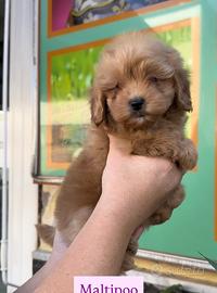 Maltipoo particolor koreani