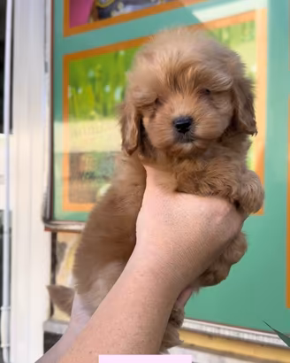 Maltipoo particolor koreani
