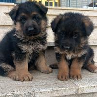 Cuccioli di pastore tedesco