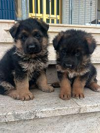 Cuccioli di pastore tedesco