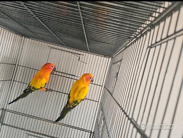 Coppia pappagallo conuro del sole ripeoduttiva