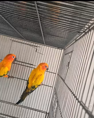 Coppia pappagallo conuro del sole ripeoduttiva