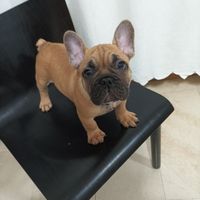 Bulldog francese cucciolo consegna in Sicilia