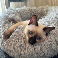 Cucciolone Thai (siamese tradizionale)