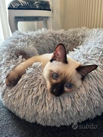 Cucciolone Thai (siamese tradizionale)