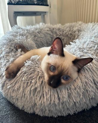 Cucciolone Thai (siamese tradizionale)