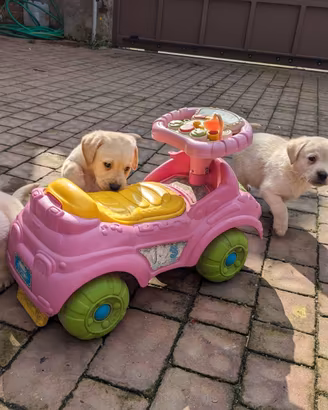 Labrador