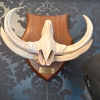 Grande teschio con zanne di un facocero africano