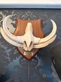 Grande teschio con zanne di un facocero africano