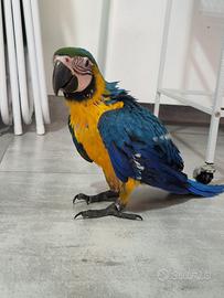Pappagallo Ara Ararauna