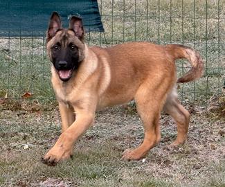 Malinois pastore belga