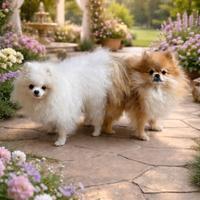 Cuccioli di spitz di Pomerania con pedigree