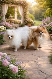 Cuccioli di spitz di Pomerania con pedigree