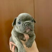 Cuccioli di Bulldog francese