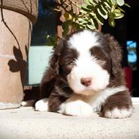 Cuccioli di Bearded Collie
