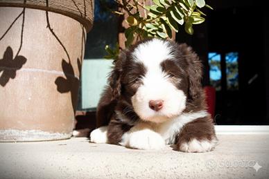 Cuccioli di Bearded Collie