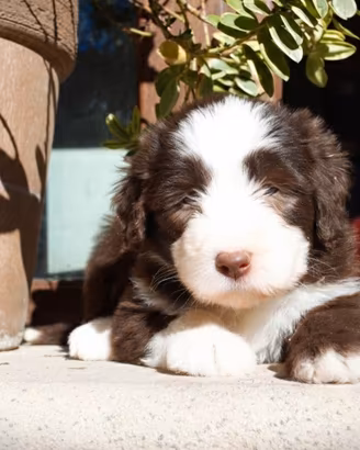 Vivienne - Cucciola di Bearded Collie