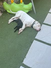 Dogo Argentino per Monta