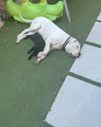 Dogo Argentino per Monta