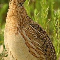 Quaglia europea da canto