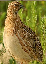 Quaglia europea da canto