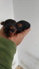 Cuccioli di Yorkshire toy