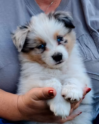 Cucciolo di pastore australiano 