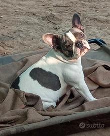 Buldog francese