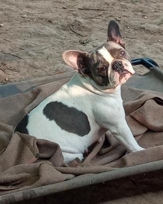 Buldog francese