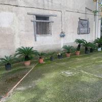 14 Cycas (Cicas) in vaso – varie misure fino a Ø45