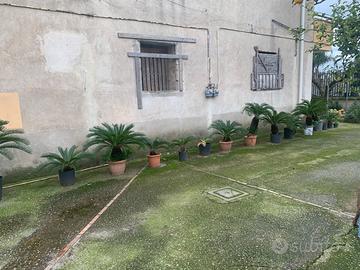 14 Cycas (Cicas) in vaso – varie misure fino a Ø45