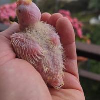 Calopsite da imbecco lutini