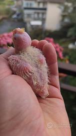 Calopsite da imbecco lutini