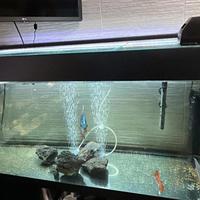 Acquario Discus completo