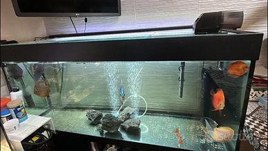 Acquario Discus completo